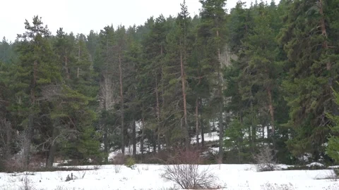 Snow falls through pine forest with cold winter air - Tree Canopy and Frost Air Stock Footage 339812949