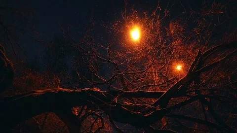 Snow falls through the tree branches in the evening in the light of a lantern Stock Footage 83952018
