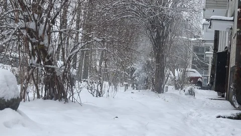 Snow falls on top of the bushes. Falling snow video. Snowy winter. Video stock 108191208