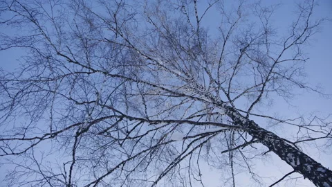 Snow falls from the top of a tree 3 Stock Footage 134856150