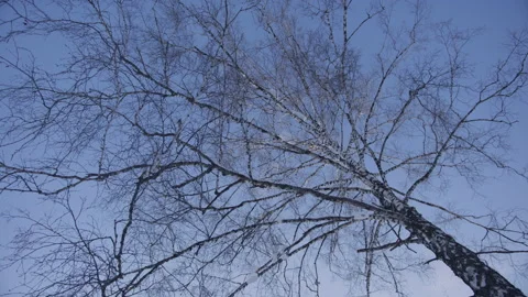 Snow falls from the top of a tree 4 Stockbeeldmateriaal 134856545