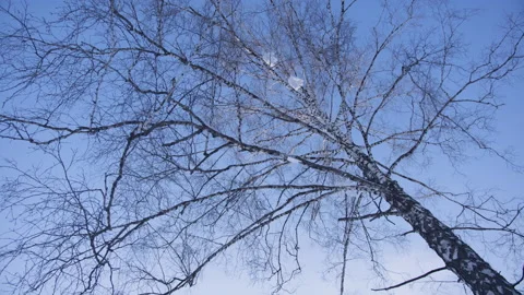 Snow falls from the top of tree 6 Stock Footage 134856941
