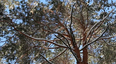 Snow falls from the top of the tree. Stock Footage 60139208