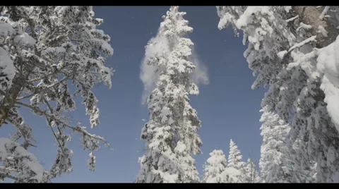 Snow Falls of Tree 1 Stock Footage