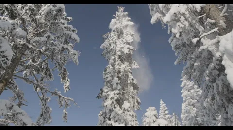 Snow Falls of Tree 2 Stock Footage
