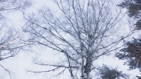 Snow falls from tree 2 Stock Footage 134854886