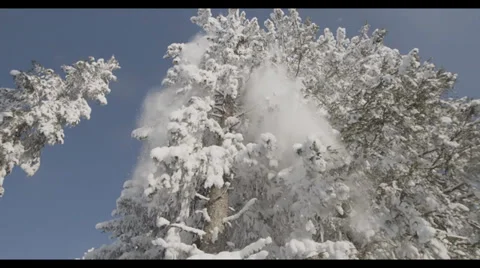 Snow Falls of Tree 3 库存影片 32237075