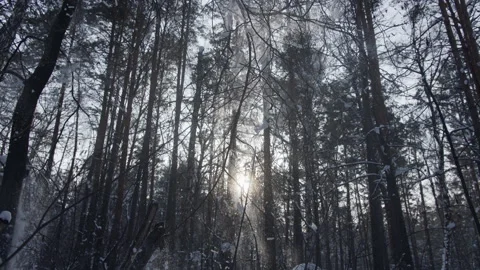 Snow falls from tree 4 Stock Footage 134857280