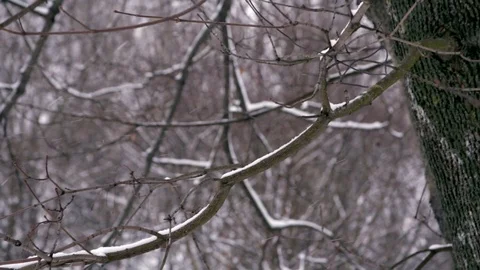 Snow falls on a tree branch Video stock 100636779