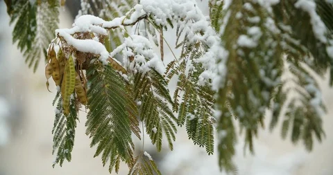 Snow falls on tree branches and pods with Albizia julibrissin fruit Vídeos de archivo 122424002