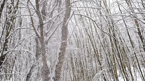 Snow falls on tree branches. Stock Footage 255737141