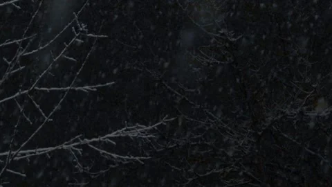 Snow falls on tree branches at night. Stock Footage 260410089