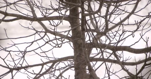 Snow falls on a tree with buds Stock Footage 62800716
