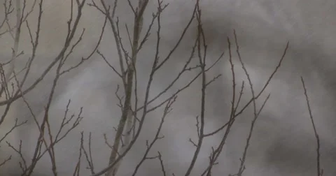 Snow falls on a tree with buds snowing Stock Footage 62821587