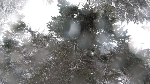 Snow Falls From a Tree to Camera Stock Footage 101637575
