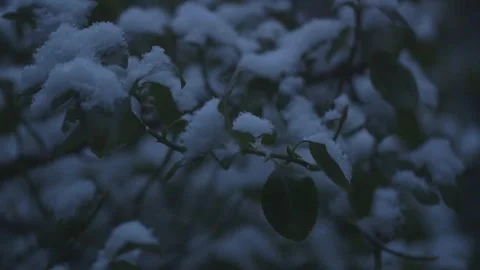 Snow falls on a tree Stock Footage 292999637