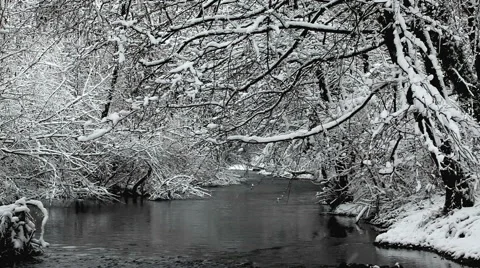 Snow falls from tree in river Stock Footage 45837839