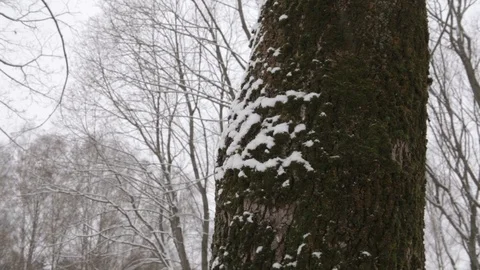 Snow falls on a tree trunk in winter Video stock 100637393