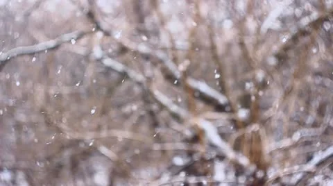 Snow falls on a tree with variable flakes &amp; focus Stock Footage 10838517