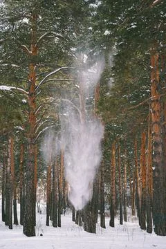 Snow falls from trees in the forest Stock Photos