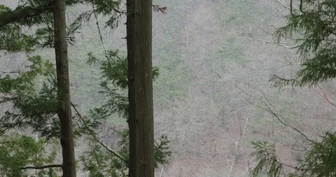 Snow falls in a valley with big fluffy flakes limiting visibility 库存影片 108329261