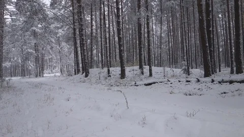 Snow falls in the winter forest Stock Footage 71055878