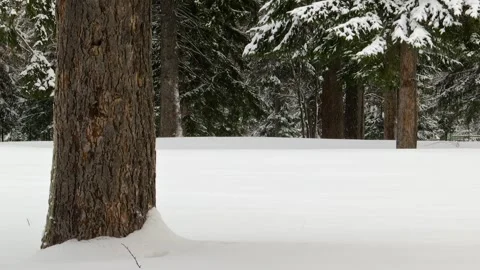 Snow falls in the winter forest. Stock Footage 99733636