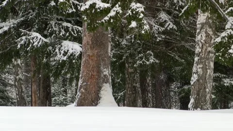 Snow falls in the winter forest. Stock Footage 99733783