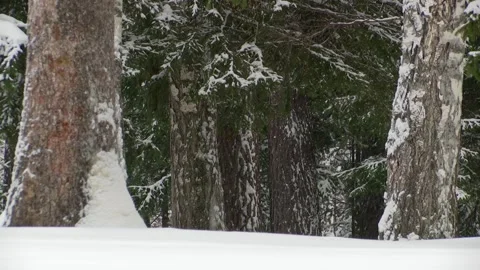 Snow falls in the winter forest. Stock Footage 99733890