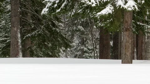 Snow falls in the winter forest. Stock Footage 99733937