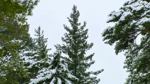 Snow falls in the winter forest. Stock Footage 99734210
