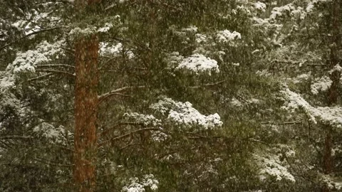 Snow Falls in the Winter Forest Stock Footage 170551967