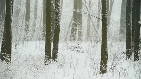 Snow Falls in the Winter Forest Stock Footage 170552004