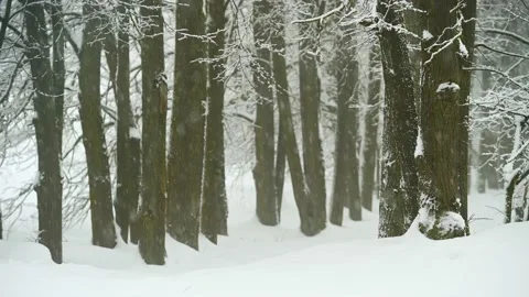 Snow Falls in the Winter Forest Stock Footage 170552009