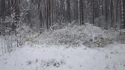 Snow falls in the winter forest Stock Footage 237830276
