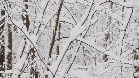 Snow Falls In The Winter Forest Movement Stock-Footage 86735734