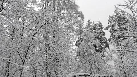 Snow Falls In The Winter Forest Movement Stock Footage 103423736