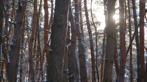 Snow falls in the winter forest shimmering in the sun. Winter forest. Beautiful Stock Footage 317401095