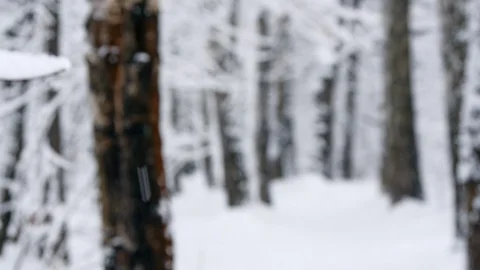 Snow Falls In The Winter Forest Slow-motion. 스톡 동영상 103423643