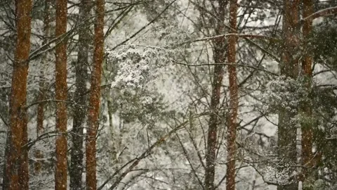 Snow Falls in the Winter Forest, Slow Motion 120fps Stock Footage 170551941