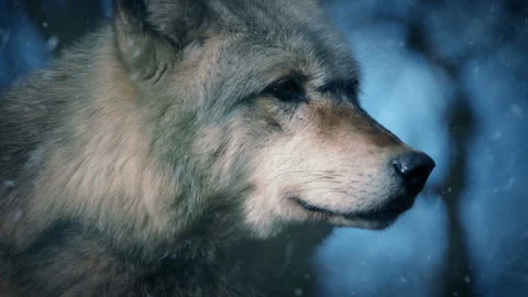 Snow Falls On Wolf In The Forest Stock Footage