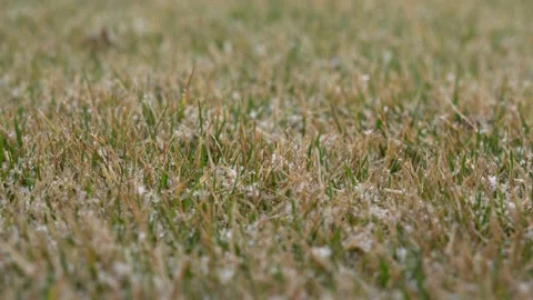 Snow falls on yellowed grass close-up Stock Footage 155500104