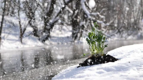 Snow falls on a young plant on a thawed plot of land. Vídeos de archivo 147625595