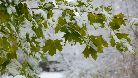 Snow fell on the not yet fallen green maple leaves Stock Footage 254669451