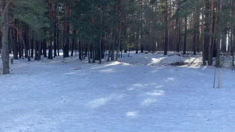 Snow fell in the spruce forest in winter, sunny winter day Stock Footage 302099069