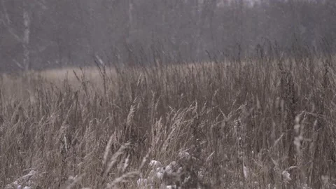 Snow in the field. First snow. Stock Footage 221627139