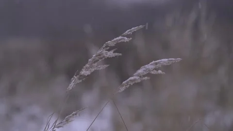 Snow in the field. First snow. Stock Footage 221627210