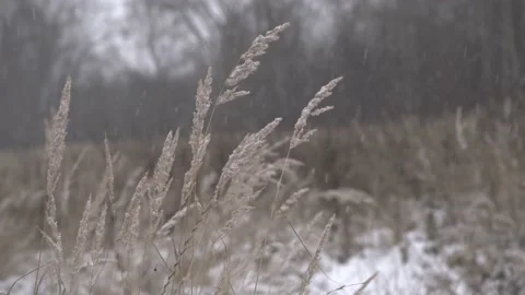 Snow in the field Stock Footage 221627143