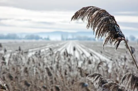 Snow field Foto stock