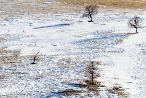 Snow field trees Stock Photos